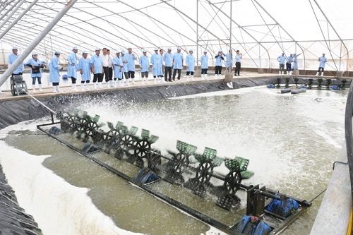 Công nghệ nuôi tôm phát triển vũ bão