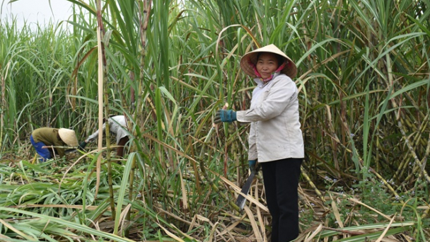 Giá mía cao nhất 886.000 đồng/tấn