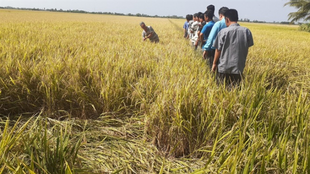 Cánh đồng lớn đáp ứng vùng nguyên liệu và ứng phó biến đổi khí hậu