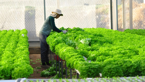 Đẩy mạnh liên kết chuỗi