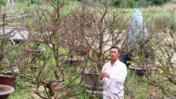 Cho thuê mai Tết kiếm tiền tỉ