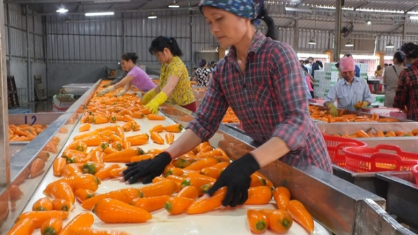 Cà rốt Hải Dương nhộn nhịp vào vụ