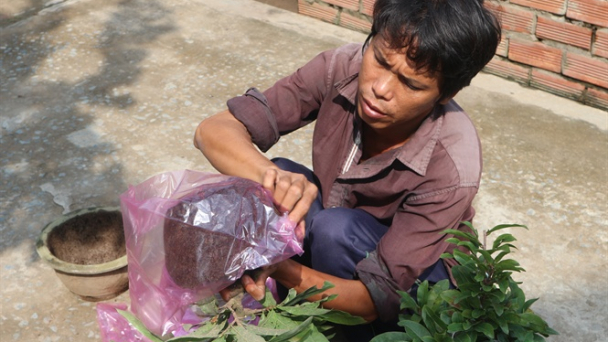 Giàu nhờ trồng mai tết