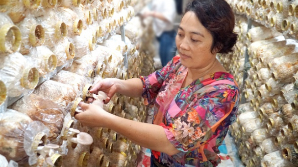 Nấm sạch Thảo Nguyên Xanh - cung không đủ cầu