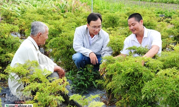 Tỷ phú cây dược liệu trên đất Đồng Tháp