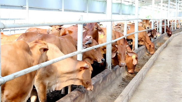 Trang trại bò 500 tỷ đồng lớn nhất miền Bắc