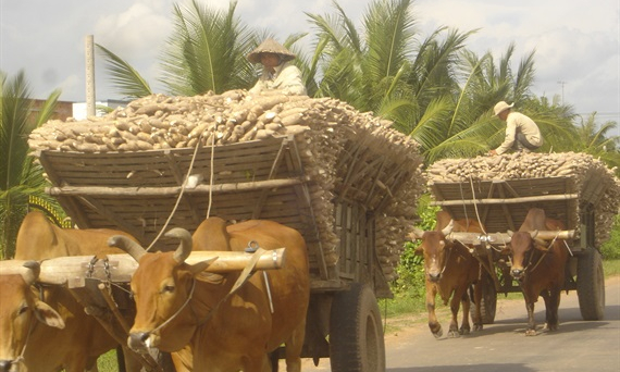 Tinh bột sắn tăng mạnh thị phần ở Trung Quốc