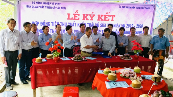 Sóc Trăng: Xuất khẩu thêm 100 tấn vú sữa tím sang Mỹ