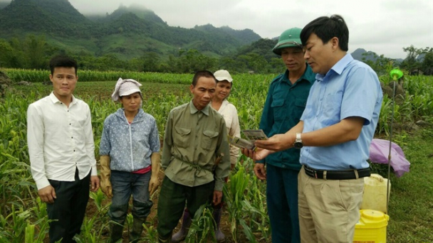 Tăng cường giám sát, phòng chống dịch bệnh hại cây trồng dịp Tết