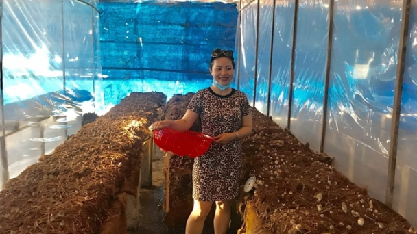 Bình Định có 'Bà chúa nấm'