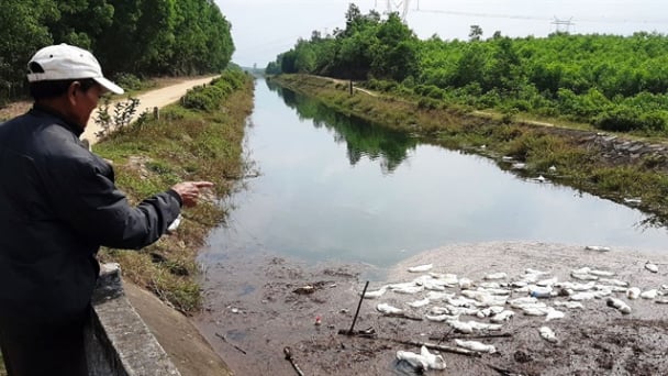 Thừa Thiên - Huế: Đã tìm ra nguyên nhân khiến 1.300 con vịt của người dân bị chết