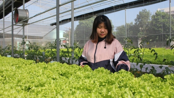 Cử nhân 'rau thủy canh'
