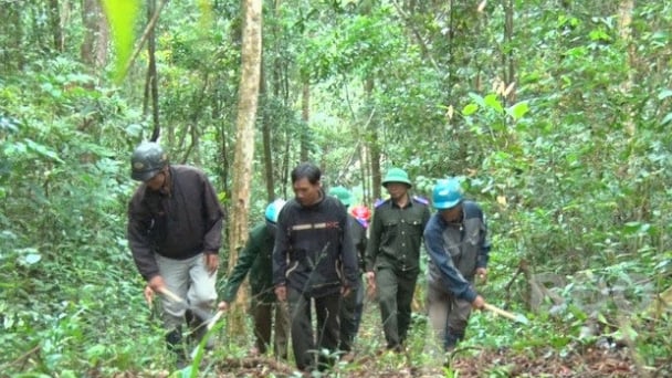 Những người 'lính lâm nghiệp' ăn tết ở rừng