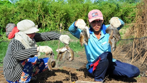 Nghề dỡ chà bắt chuột đồng vùng biên