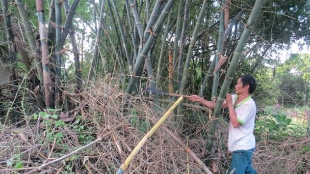 Ông Mười 'ôm tài sản' hàng trăm bụi tre