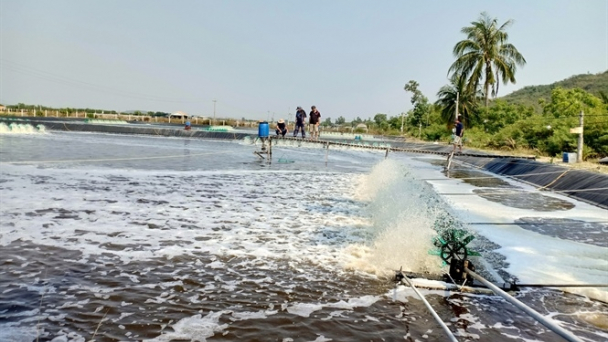 Khuyến cáo nuôi tôm nước lợ