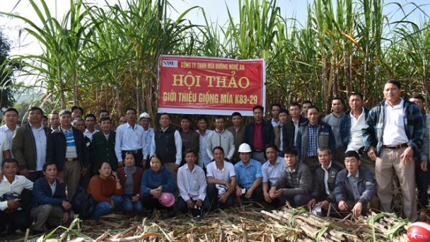 Hiệu quả chuyển đổi giống mía