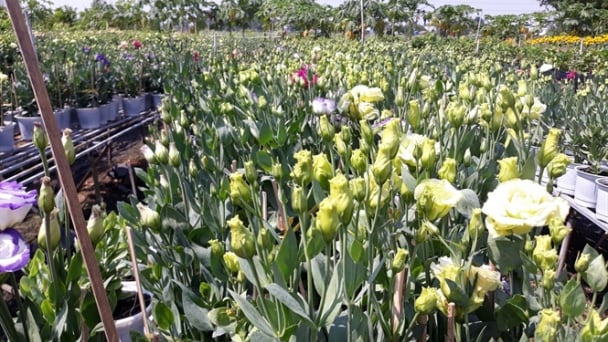 Trồng hoa Cát Tường