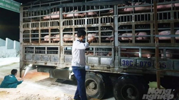 Quý IV năm 2020 sẽ chủ động được lợn giống cho sản xuất