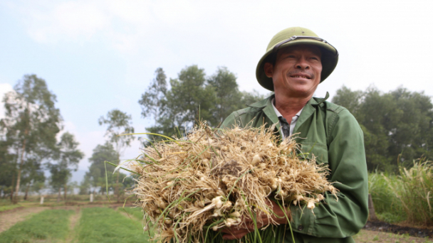 Thu tiền triệu mỗi ngày nhờ bán hành Tết