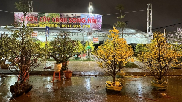 Chợ hoa Hà Tĩnh ế ẩm, nhà buôn kêu lỗ nặng