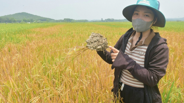 Hơn 8 sào lúa ở Hà Tĩnh chết cháy chưa rõ nguyên nhân