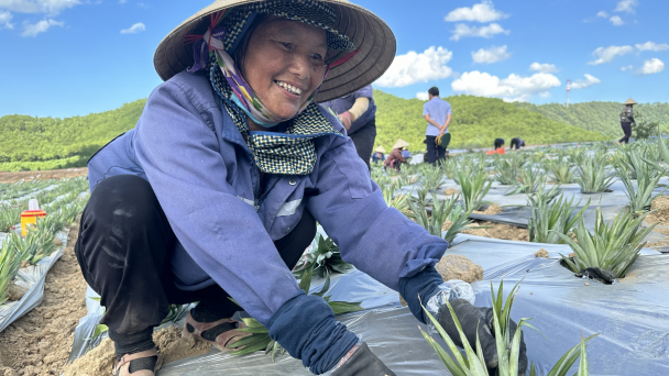 Liên kết phát triển trồng dứa trên vùng đất tích tụ