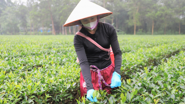 Sản xuất chè liên kết, nông dân hết lo âu