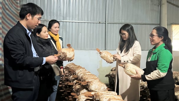 Chuyển giao công nghệ sản xuất nấm sò, nấm linh chi hàng hóa
