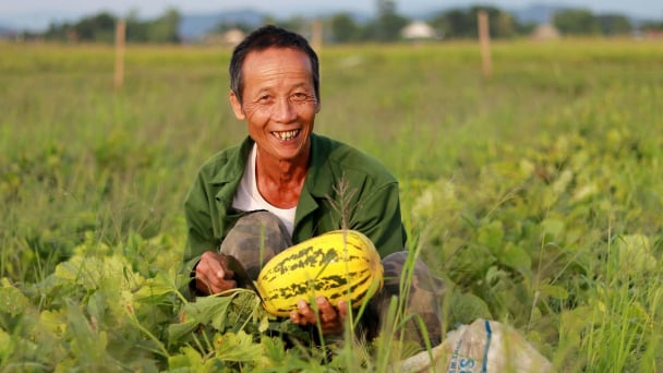 Chuyển đất lúa kém hiệu quả sang trồng dưa, thu 10 – 15 triệu đồng/sào