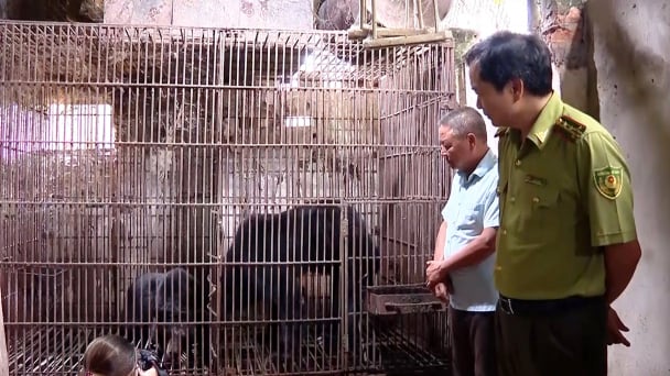 Người dân tự nguyện bàn giao 2 cá thể gấu về với thiên nhiên