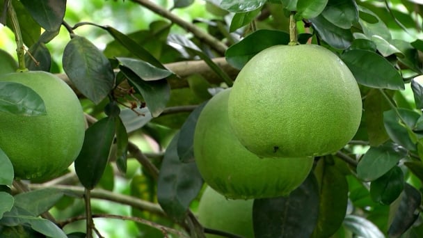 Yên Bái chuyển đổi sinh kế trụ cột trong xây dựng nông thôn mới