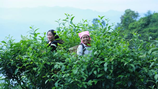 Phình Hồ phát triển nông nghiệp hàng hóa gắn với du lịch bền vững