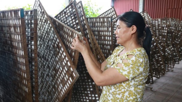 Giá trị sản xuất dâu tằm của Lào Cai dự kiến vượt 460 tỷ đồng