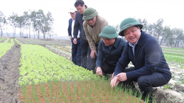 Màu xanh đã trỗi lên trên cánh đồng bão lũ vùi lấp