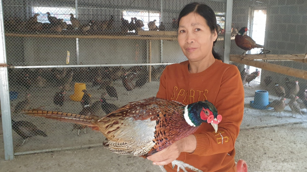 Nuôi con 'đặc sản' dịp tết, cung không đủ cầu