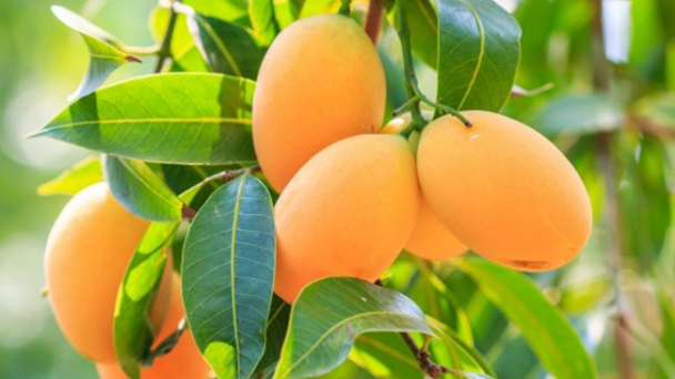 Xoài Việt Nam nhập khẩu vào Mỹ tăng mạnh, giá cao