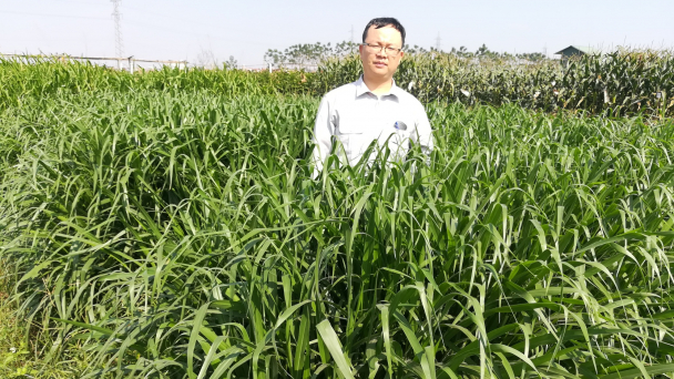 Công bố lưu hành các giống cỏ chăn nuôi lâu năm trồng bằng hạt