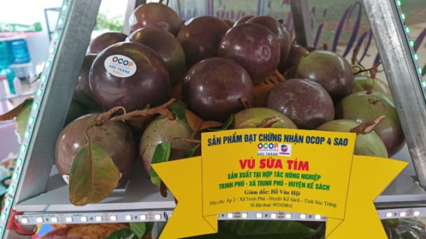 Dấu mốc mới xuất khẩu vú sữa tím Kế Sách