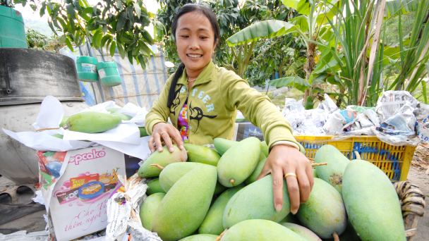 Tính đường dài cho trái xoài