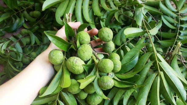 Ai sẽ chế biến quả sấu?