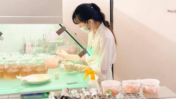 Cô gái trẻ thành công với nấm đông trùng hạ thảo