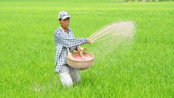 Đau đầu tìm cách kéo giảm giá phân bón