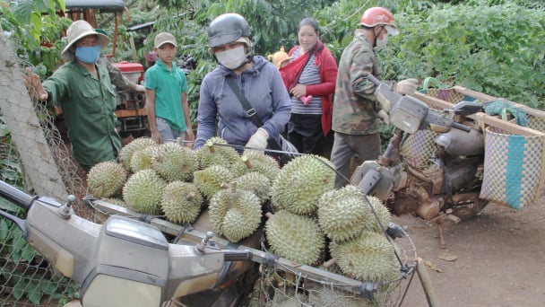 UBND huyện không cho thương lái thu mua nông sản, nông dân lo lắng