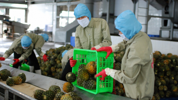 DOVECO sẵn sàng bao tiêu sản phẩm hoa quả Tây Nguyên