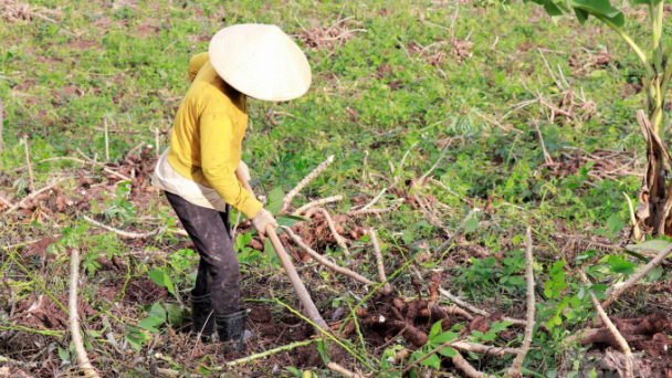 Cấp tập thu hoạch sắn chạy bão