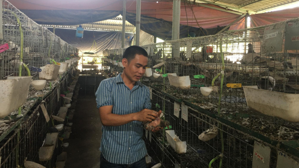 Người nuôi bồ câu chật vật tìm đầu ra