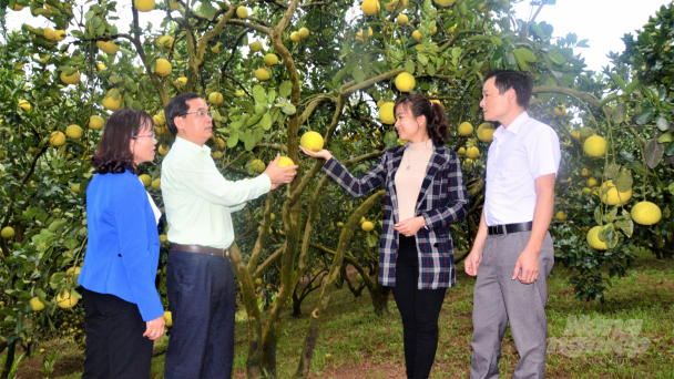 Nông nghiệp hữu cơ, khó làm nhưng dễ tiêu thụ