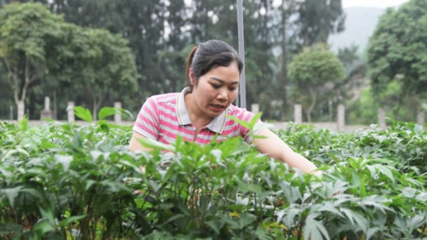 Lấy người dân làm trung tâm phát triển kinh tế dưới tán rừng