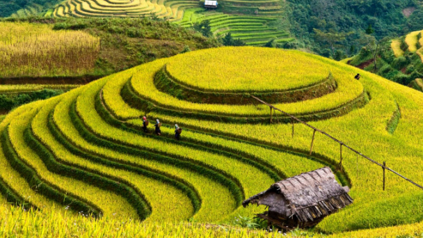 Ruộng bậc thang Mù Cang Chải được công nhận Di tích quốc gia đặc biệt
